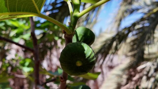 Fresh green figs growing on a tree branch in a sunny orchard, with lush leaves and a background of palm trees against a blue sky, gently swaying in the summer breeze on a bright day