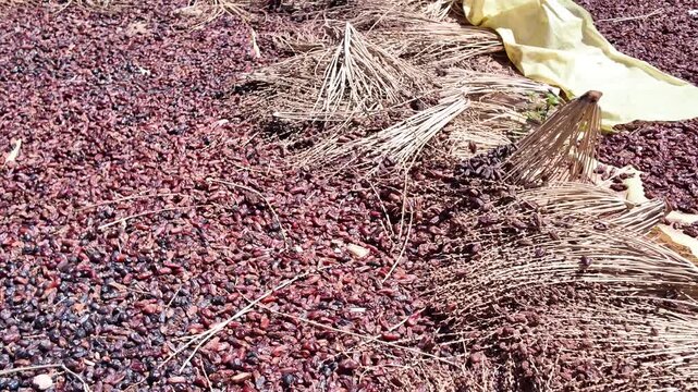 Ripe dates spread out on the ground for sun drying after being harvested from palm trees. Traditional method of dehydrating fruit for preservation, showcasing a large quantity of the sweet produce