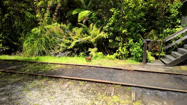 Pukeko Bird Beside Railway In Native Forest