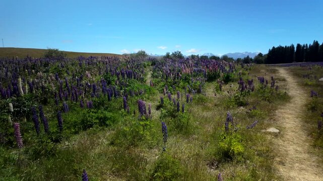 Path Through Blooming Lupin Field