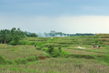 Fototapeta premium Farmers working in terraced rice fields under a cloudy sky, surrounded by green landscapes, capturing a peaceful rural farming scene. 