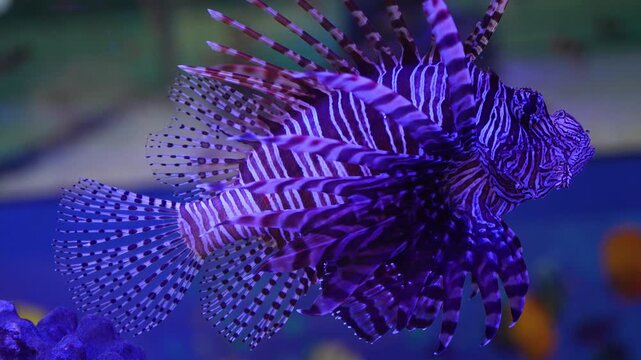 Purple lionfish swimming underwater in aquarium