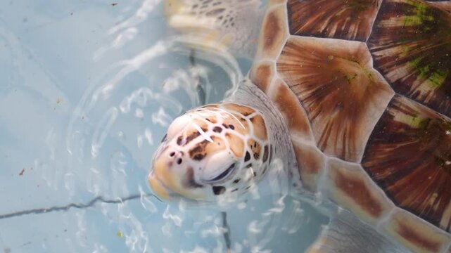 Close-up of hawksbill sea turtle breathing in a pool