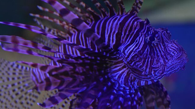 Venomous red lionfish swimming in aquarium