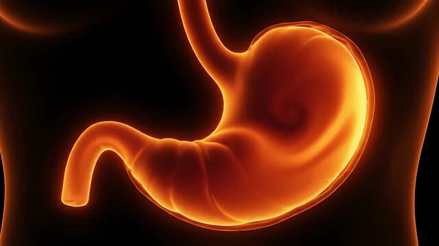 Detailed 3D rendering of a glowing human stomach organ in the digestive system.