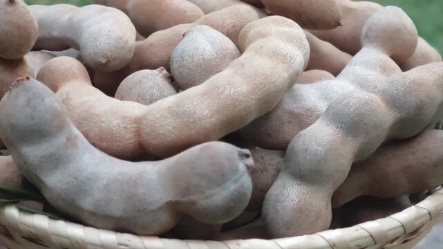 Ripe tamarind on a wooden tray.