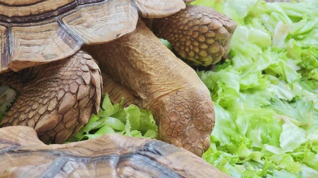 Turtle is eating cabbage.