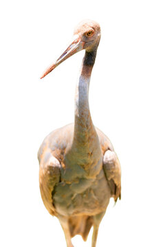 A tall crane bird with a long neck standing forward, isolated on a bright white background.