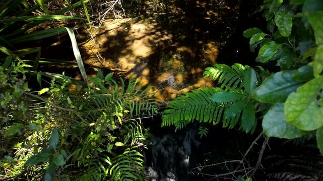 Small Forest Stream Beneath Dense Tropical Greenery