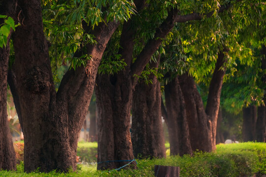 Afternoon light falling on a row of trees inside a dense garden creating a calm, natural and peaceful outdoor environment with greenery and soft shadows.