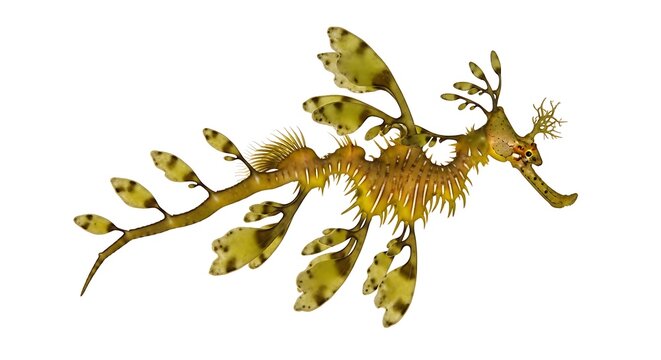 A striking leafy seadragon gracefully floats in the water exhibiting remarkable camouflage amongst seaweed and marine foliage high-quality professional detailed modern elegant stylish clean crisp