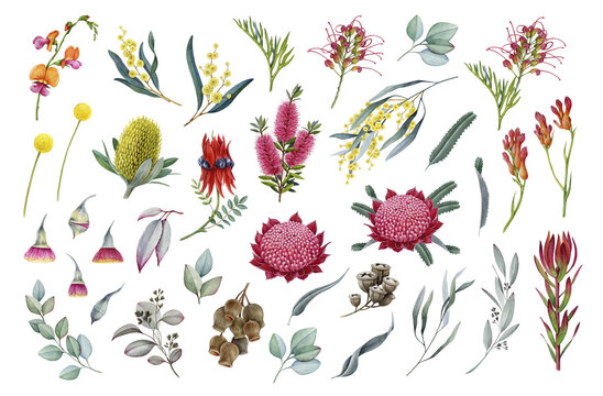 Australian botanical clipart set with eucalyptus acacia banksia kangaroo paw flowers, Australian botanical elements for floral design and branding, on transparent background watercolor illustration.