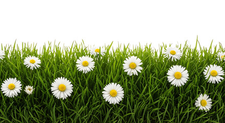 Fototapeta premium Green grass field with small white daisies creating a natural floral border on white background for spring and summer designs with spring meadow