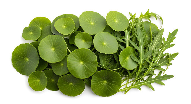 Freshly harvested green gotu kola and arugula leaves, a healthy and organic mix for culinary and wellness uses, leafy greens