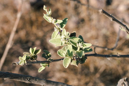Close-up of a blooming sage plant with soft purple flowers and green leaves in natural sunlight.
