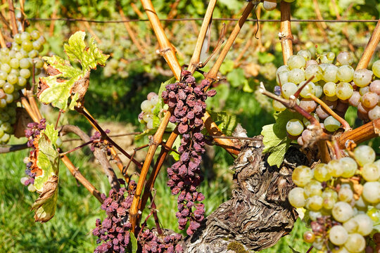 Vineyard grapes with late harvest raisins