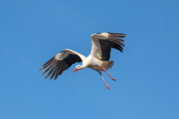 Fototapeta premium Two white storks are building a nest on the historic Marian column in the old town of Freising