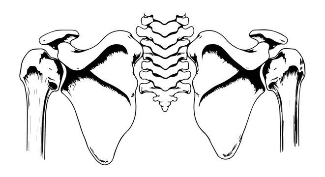 Anatomical illustration of pelvis bones, spine, and sacral region showing bilateral hip bones and vertebral column for educational purposes.