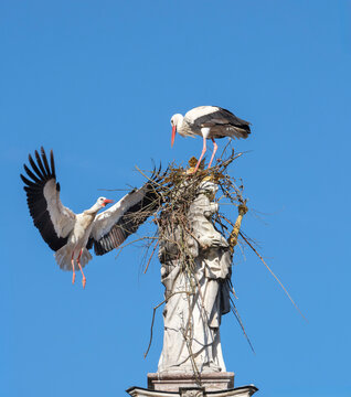 Two white storks are building a nest on the historic Marian column in the old town of Freising