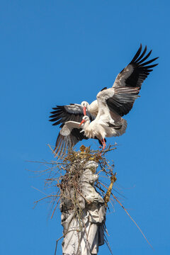 Two white storks are building a nest on the historic Marian column in the old town of Freising
