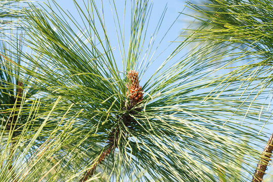 Close-up of pine cones on a tree branch, surrounded by green pine needles and soft natural sunlight.