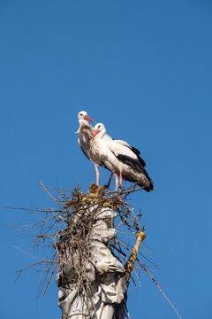 Two white storks are building a nest on the historic Marian column in the old town of Freising