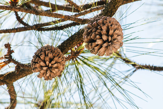 Close-up of pine cones on a tree branch, surrounded by green pine needles and soft natural sunlight.