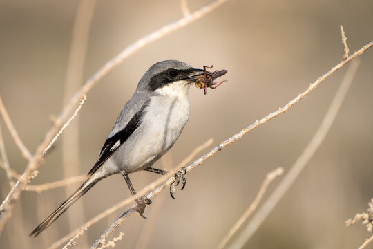 Great Grey Shrike (Lanius excubitor) with impaled prey on a branch against a blurred background