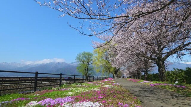 拾ヶ堰じてんしゃひろばの桜並木とシバザクラをジンバルで撮影