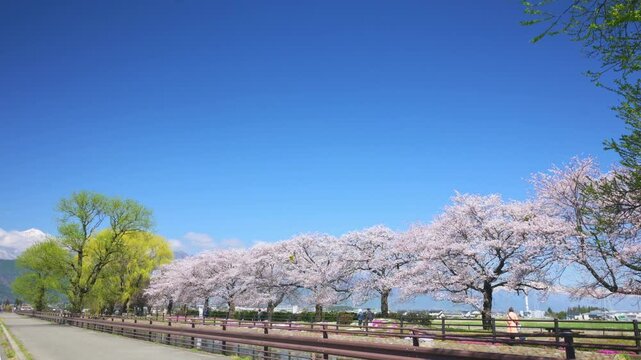 拾ヶ堰じてんしゃひろばの桜並木
