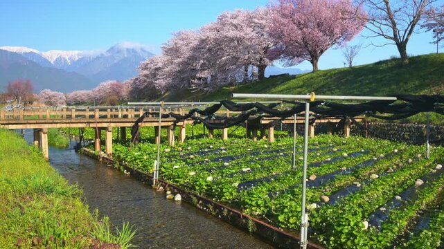 早春賦碑近くの桜並木とワサビ畑と北アルプス