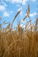 Obraz premium Golden wheat ears growing under a blue summer sky. Agricultural industry produces grain for bread and flour which is a primary source of carbohydrates and energy for human nutrition.