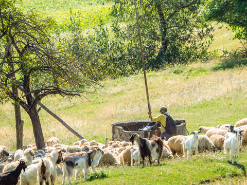 Shepherd Watering Sheep at Traditional Rural Well Maramures