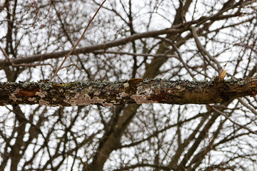Obraz premium ​A rough tree branch covered with colorful lichens and moss stands out against a blurred lace of leafless crowns. Detailed texture of bark and fungal growths demonstrates the complex life of forest mi