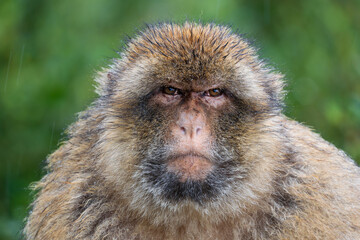 Obraz premium Barbary Macaque - Macaca sylvanus, popular unique primate native to the Gibraltar rock and to the Atlas Mountains of Algeria, Tunisia and Morocco. 