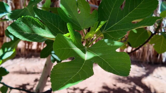 Beautiful green fig leaf gently swaying in a light breeze on a sunny day in a garden, with soft light and shadows creating a peaceful and serene atmosphere of natural beauty and tranquility