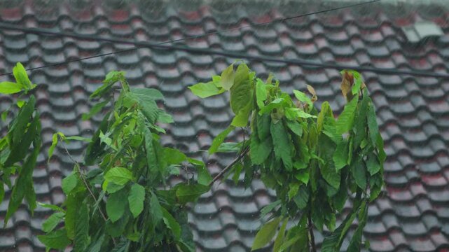 Rainy Day Scene, Rainfall on Green Leaves and Rooftop in Background, Close-Up