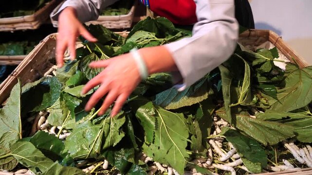 Plump silkworm larvae feeding greedily on mulberry leaves, the origin of silk production
Dense clusters of silkworms wriggling in trays, showcasing the bustling scene of traditional sericulture