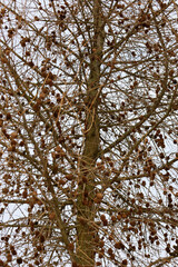 Fototapeta premium A dense network of thin larch branches, abundantly covered with numerous brown cones, creates an intricate natural pattern against a light sky.