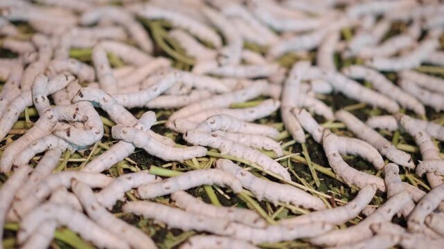 Plump silkworm larvae feeding greedily on mulberry leaves, the origin of silk production
Dense clusters of silkworms wriggling in trays, showcasing the bustling scene of traditional sericulture