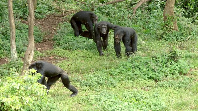 Chimpanzees walking together across the forest floor on Chimpanzee Island in Entebbe, Uganda.