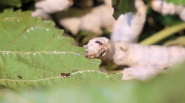 Plump silkworm larvae feeding greedily on mulberry leaves, the origin of silk production
Dense clusters of silkworms wriggling in trays, showcasing the bustling scene of traditional sericulture