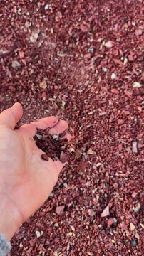 Woman hand holding red argillite gravel in Red canyon in Waterton Lakes National Park