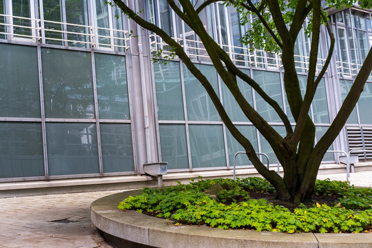 Urban courtyard frames modern building and glass reflections around tree planter while greenery landscaping supports sustainability in city space