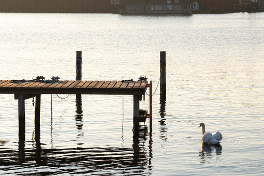 Daylight nature park by shoreline shows swan and reflection on lake water beside pier creating calm waterscape for leisure in tranquil setting