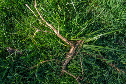 morceau de branche d'arbre dans l'herbe