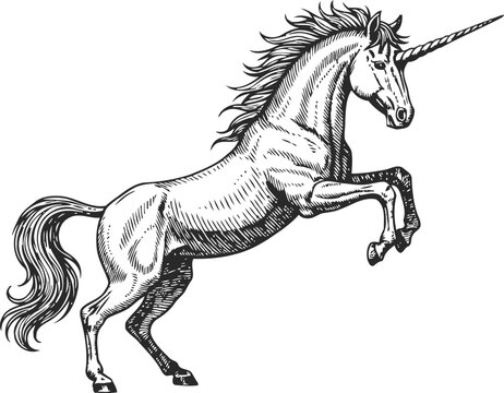 hand drawn unicorn rearing up with flowing mane and horn, fantasy mythical horse illustration