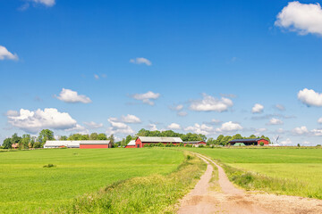 Naklejka premium Red barns in a sunny rural landscape with a dirt road in summer