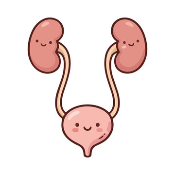 A cartoon illustration of a smiling human urinary system with kidneys and bladder