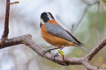 新芽の出た枝に止まるヤマガラの後ろ姿  Back view of a Varied tit perched on a branch with new buds © FRAGMENTSOFHOKKAIDO